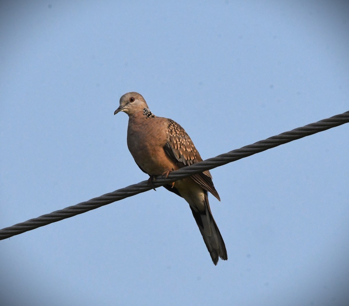 Spotted Dove - ML616708315