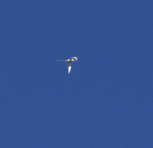 White-tailed Tropicbird - ML616708408