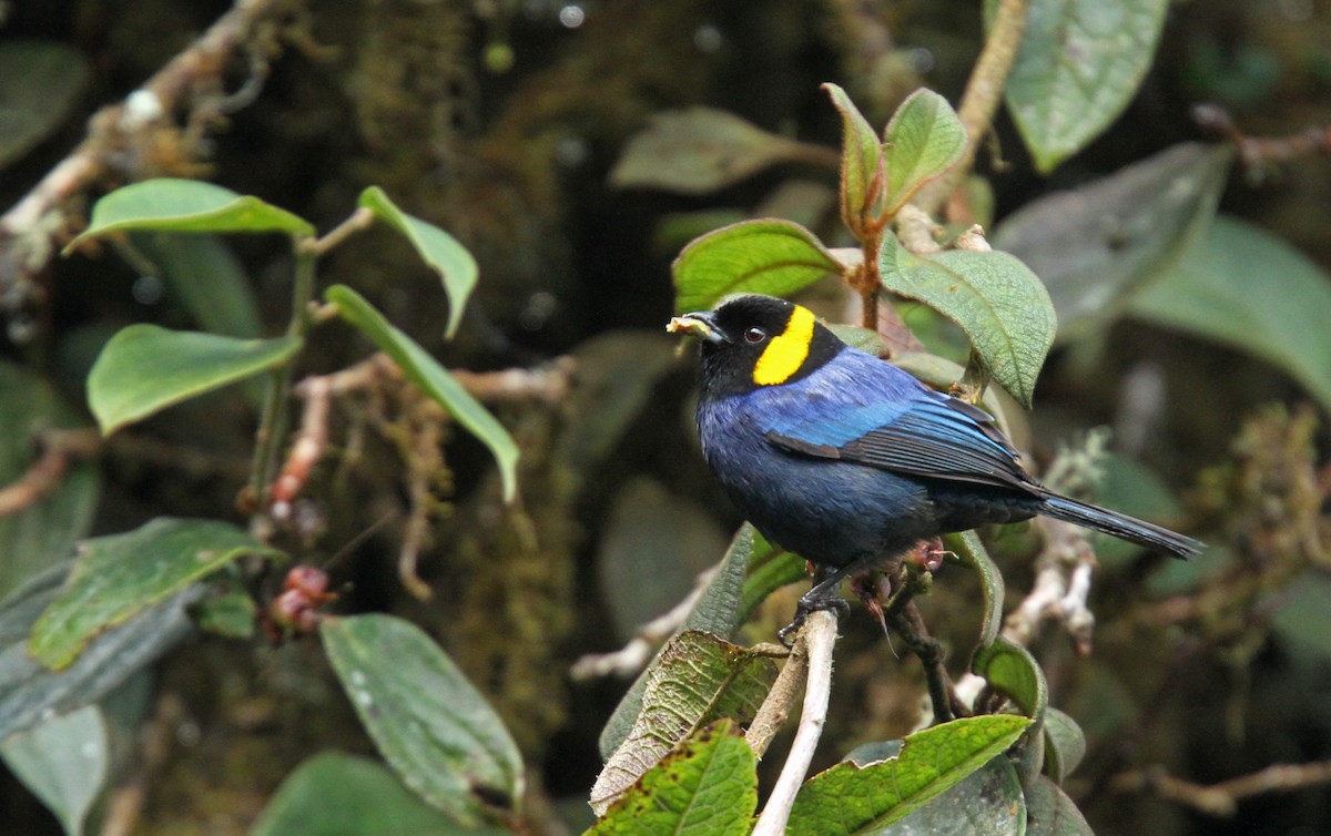 Yellow-scarfed Tanager - ML61670841