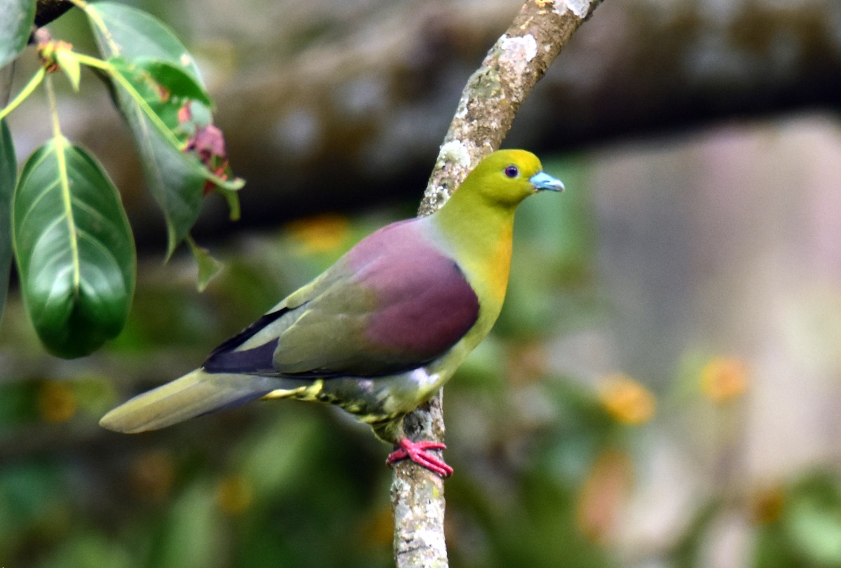Wedge-tailed Green-Pigeon - ML616708455
