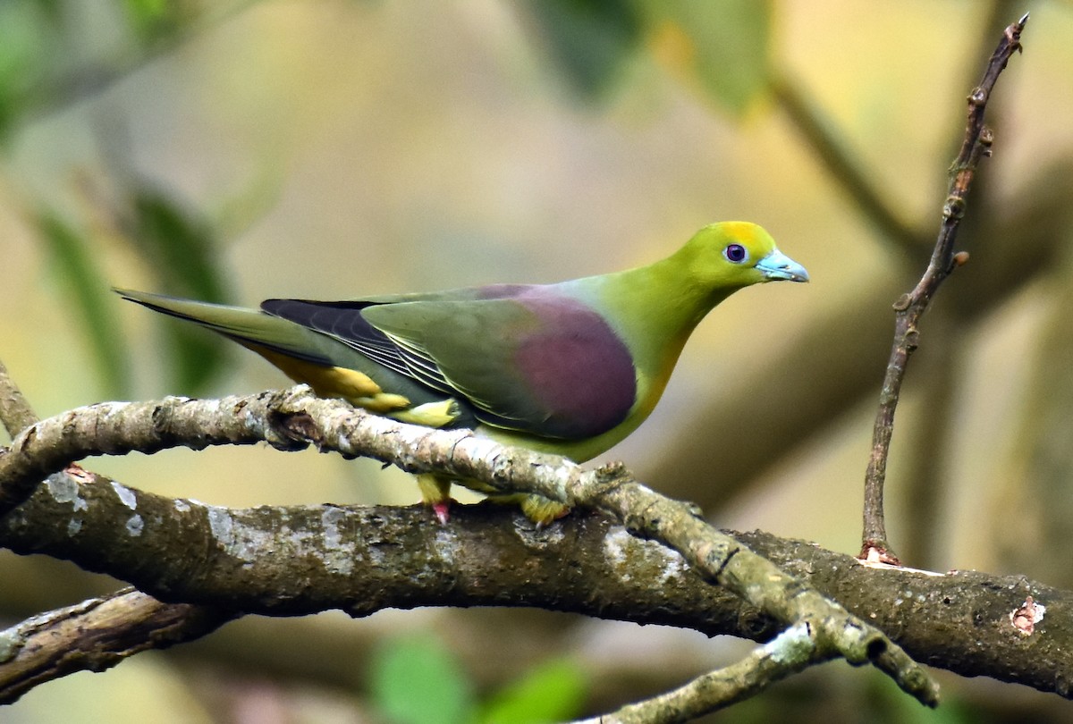 Wedge-tailed Green-Pigeon - ML616708456
