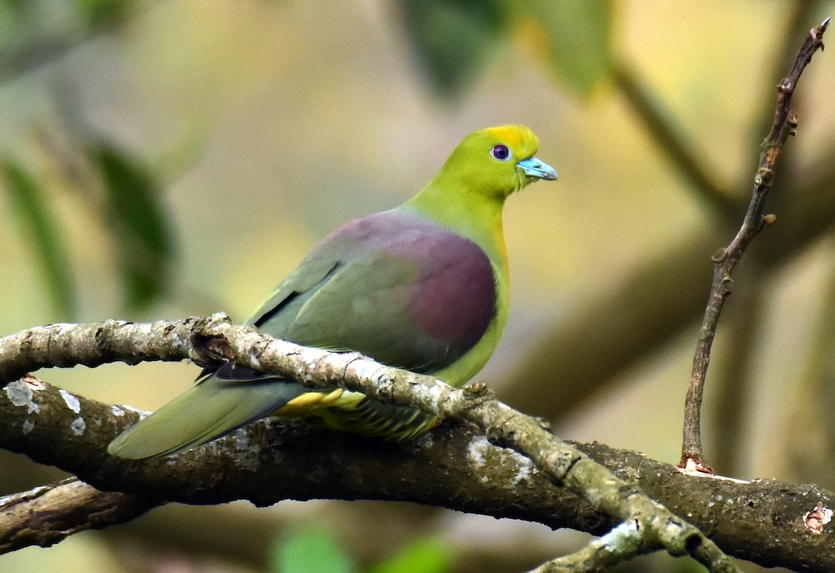 Wedge-tailed Green-Pigeon - ML616708457