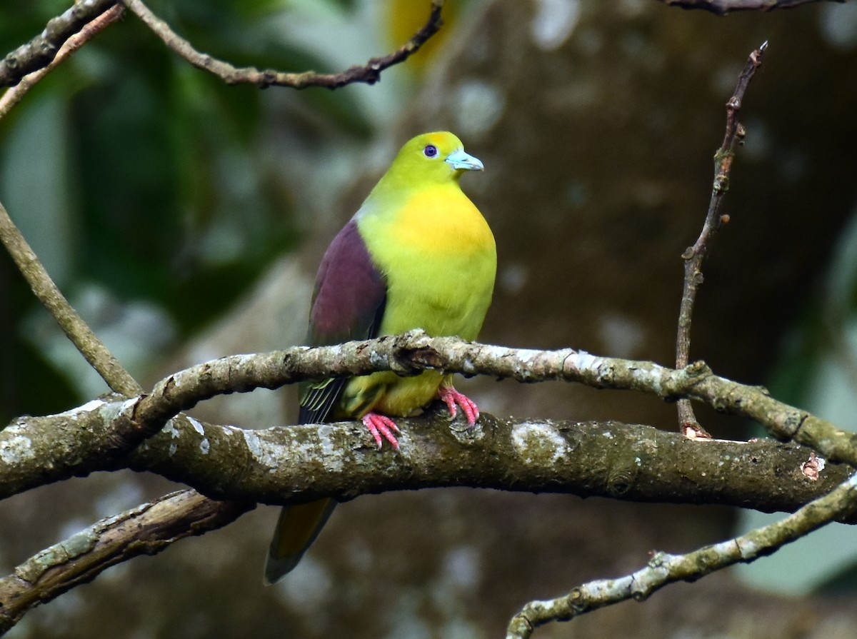 Wedge-tailed Green-Pigeon - ML616708458