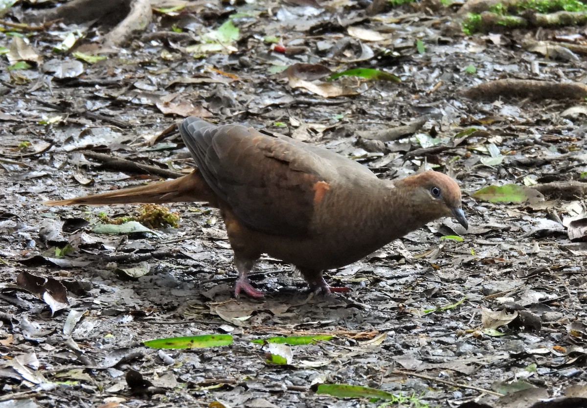Brown Cuckoo-Dove - ML616708492
