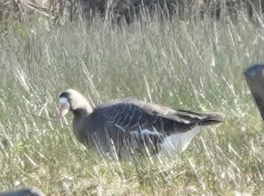 Greater White-fronted Goose - ML616708537