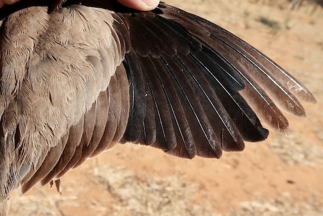 Spread wing of an adult showing what appears to be three generations of primaries. - Temminck's Courser - 