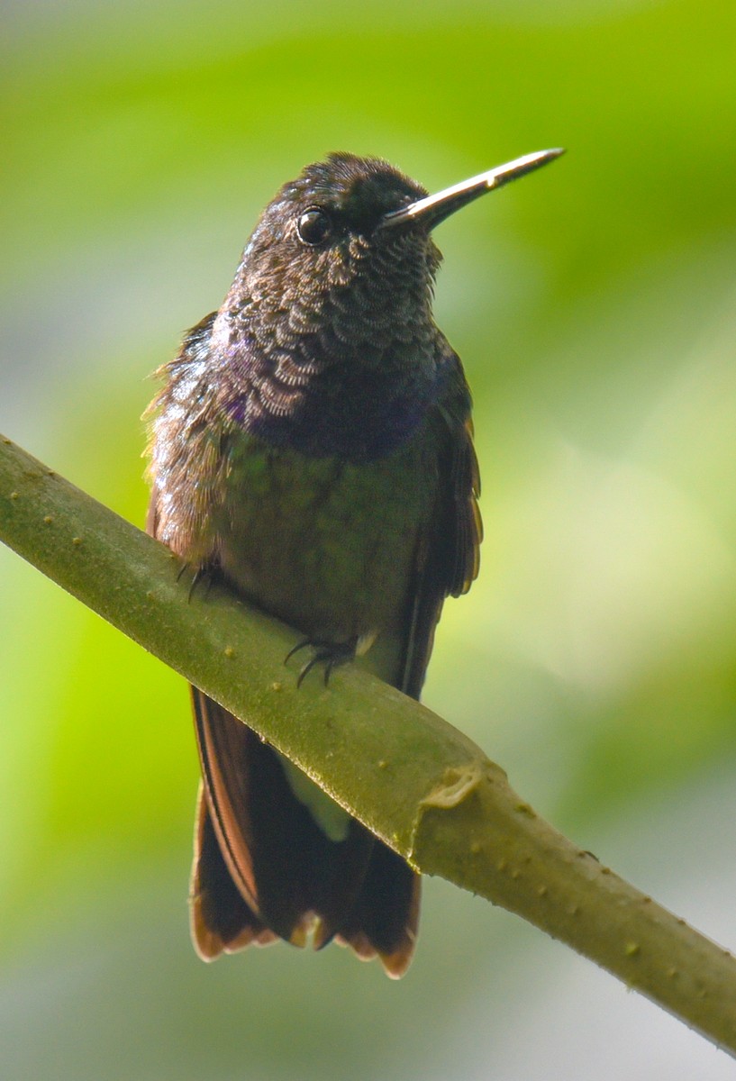 kolibřík západokolumbijský - ML616708619