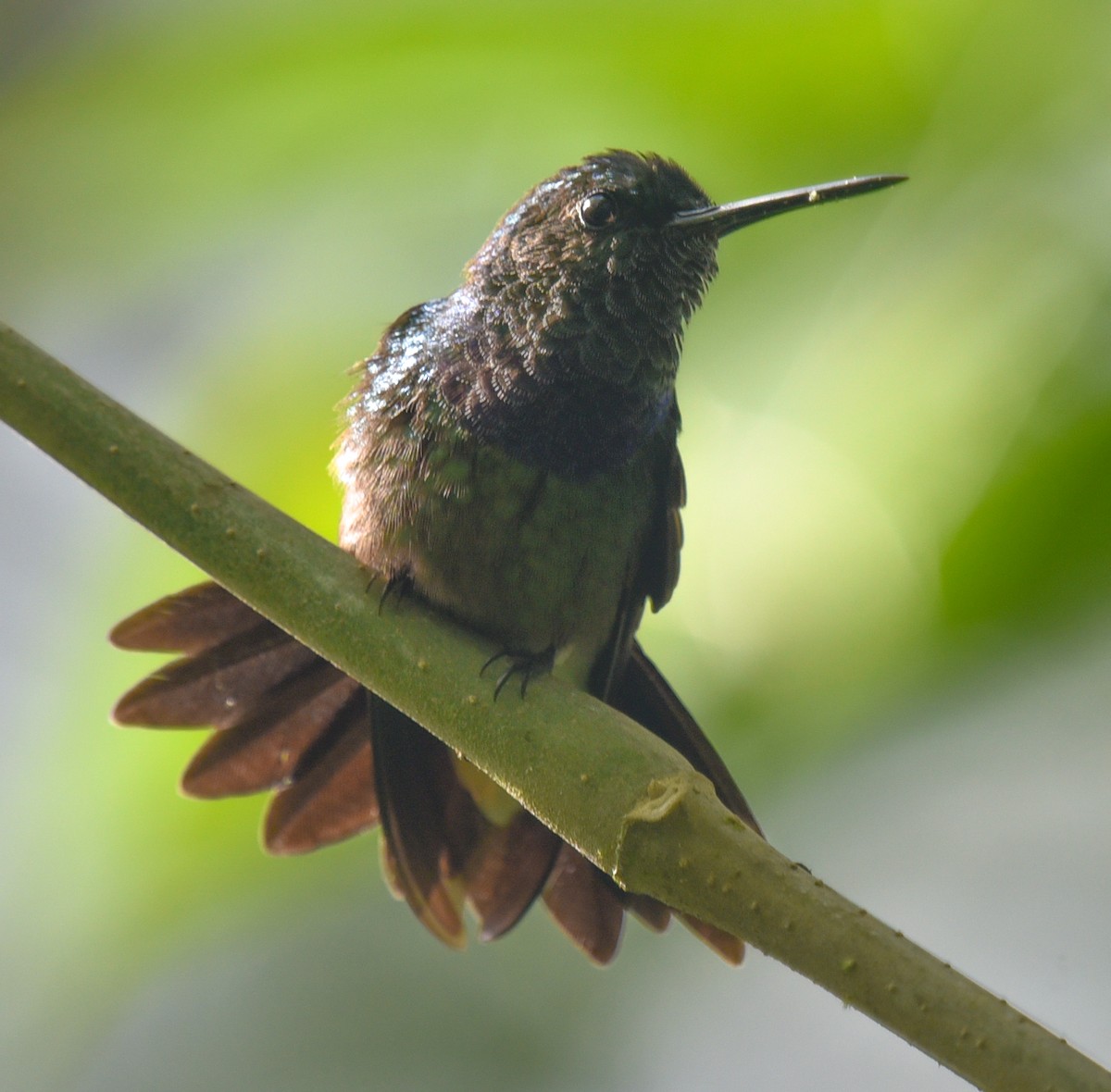 kolibřík západokolumbijský - ML616708620