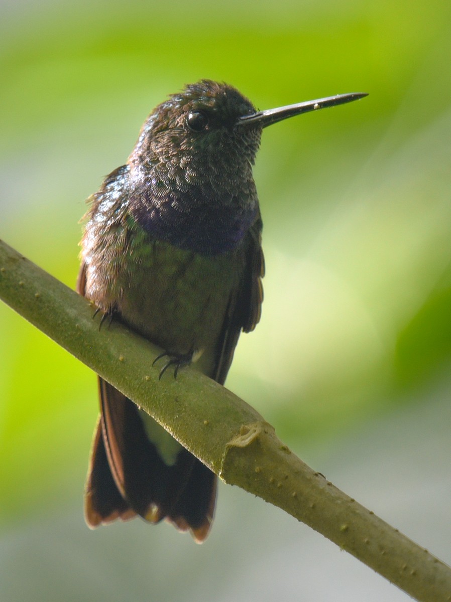 kolibřík západokolumbijský - ML616708621