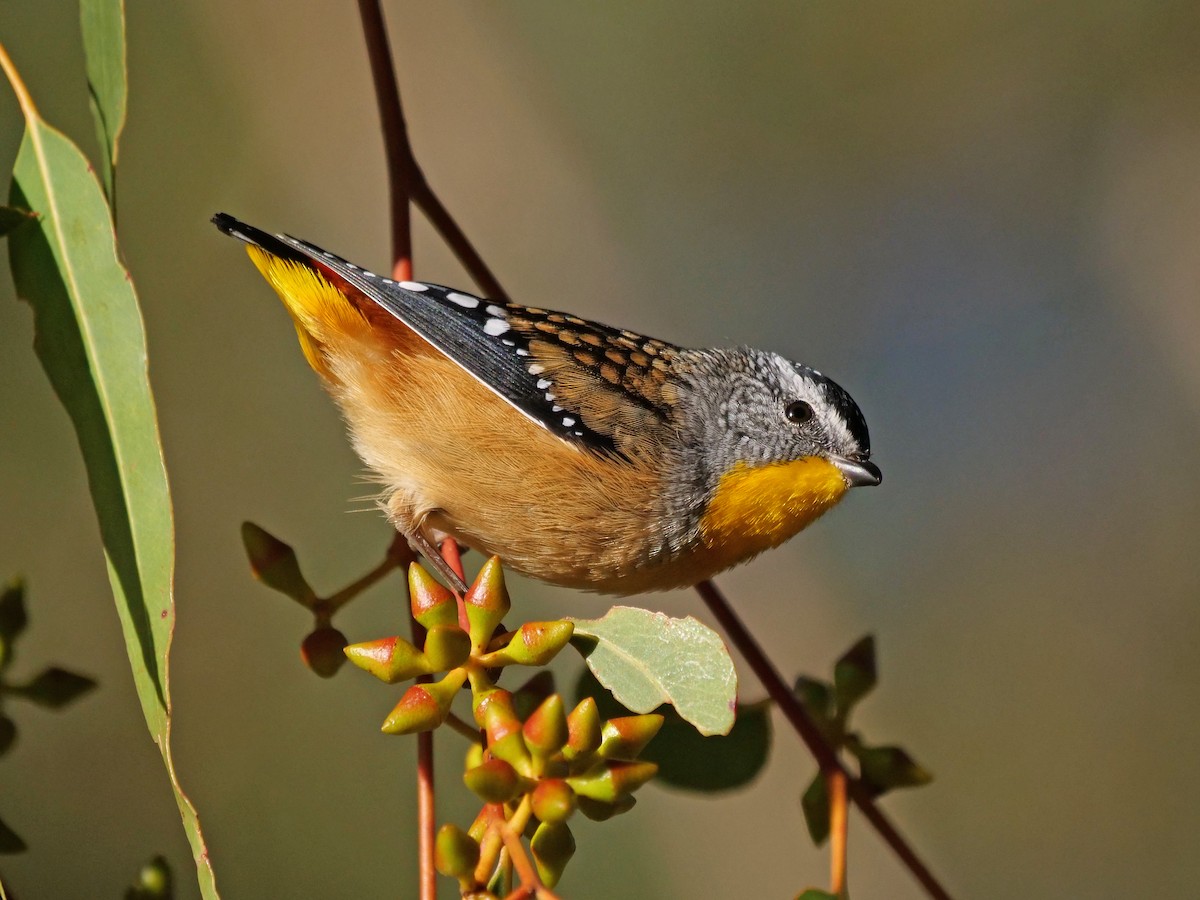 Spotted Pardalote - ML616708646