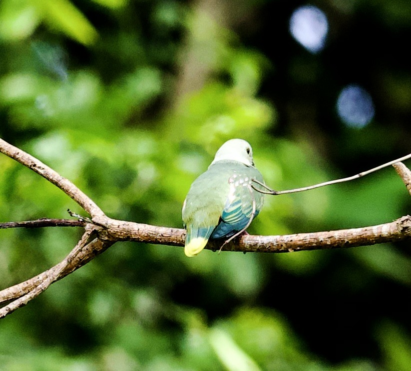 Silver-capped Fruit-Dove - ML616708699