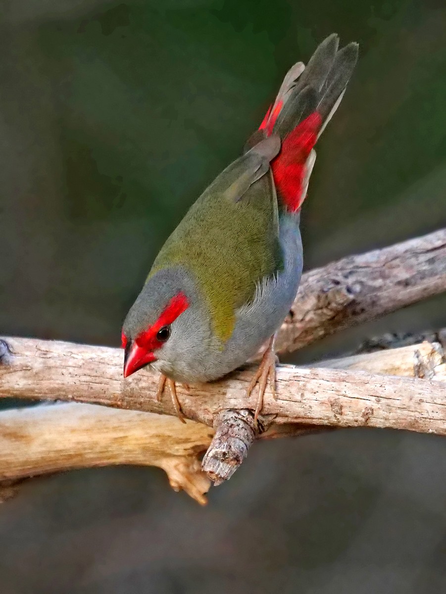 Red-browed Firetail - ML616708709