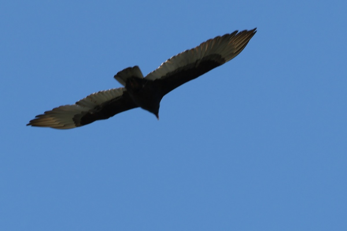 Turkey Vulture - ML616708713