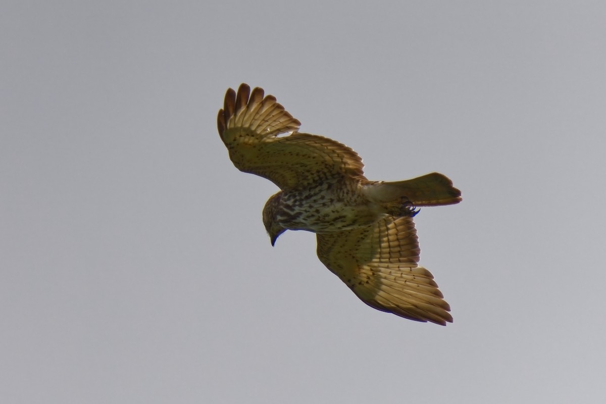 Broad-winged Hawk (Caribbean) - Holger Teichmann