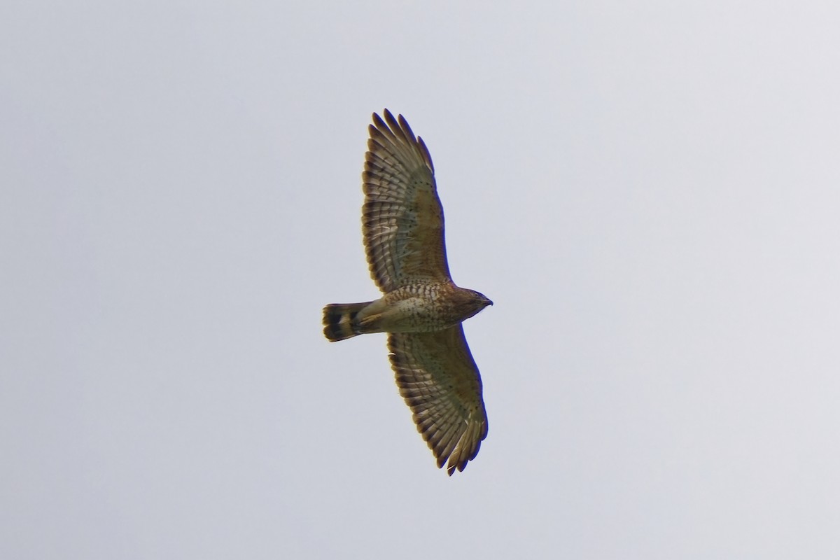 Broad-winged Hawk (Caribbean) - ML616708781