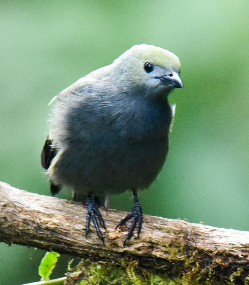 Blue-gray Tanager (Blue-gray) - ML616708808
