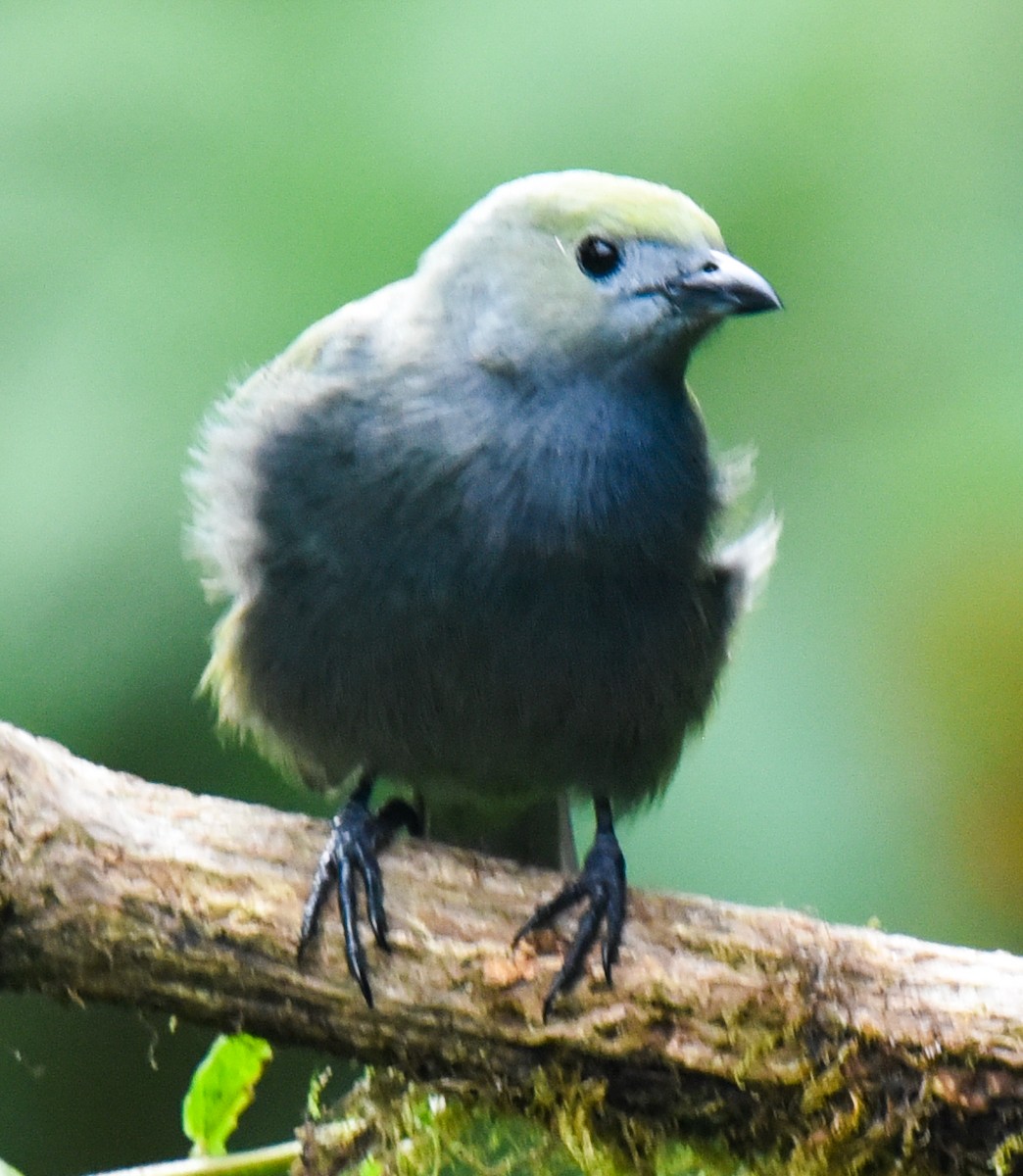 Blue-gray Tanager (Blue-gray) - ML616708809