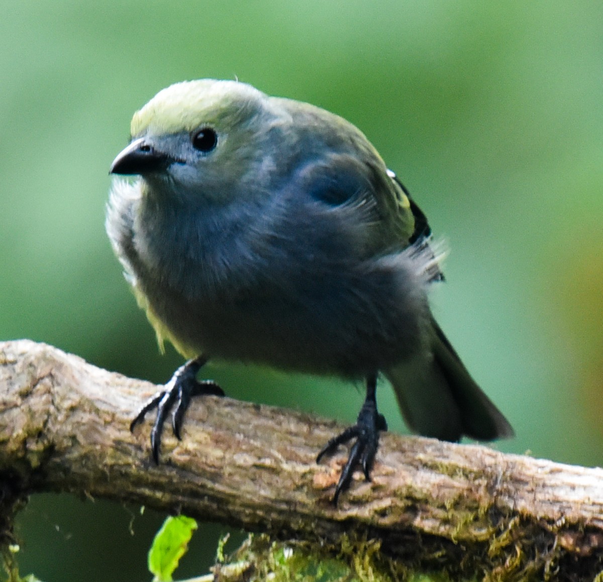 Blue-gray Tanager (Blue-gray) - ML616708810