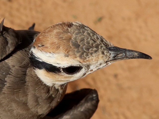 Crown of an adult. - Temminck's Courser - 