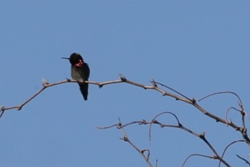 Anna's Hummingbird - ML616708821