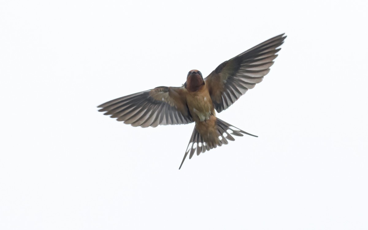 Barn Swallow - David Monroy Rengifo