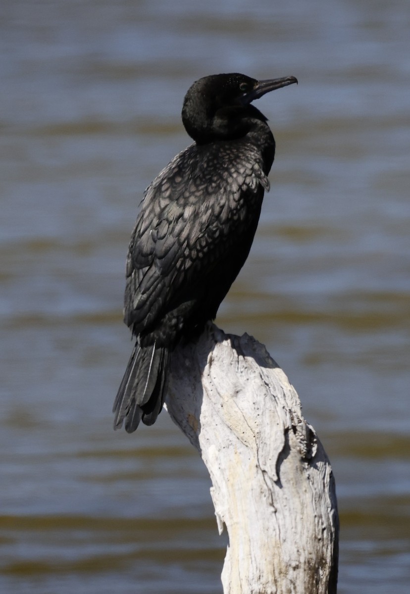 Little Black Cormorant - Kevin McLeod