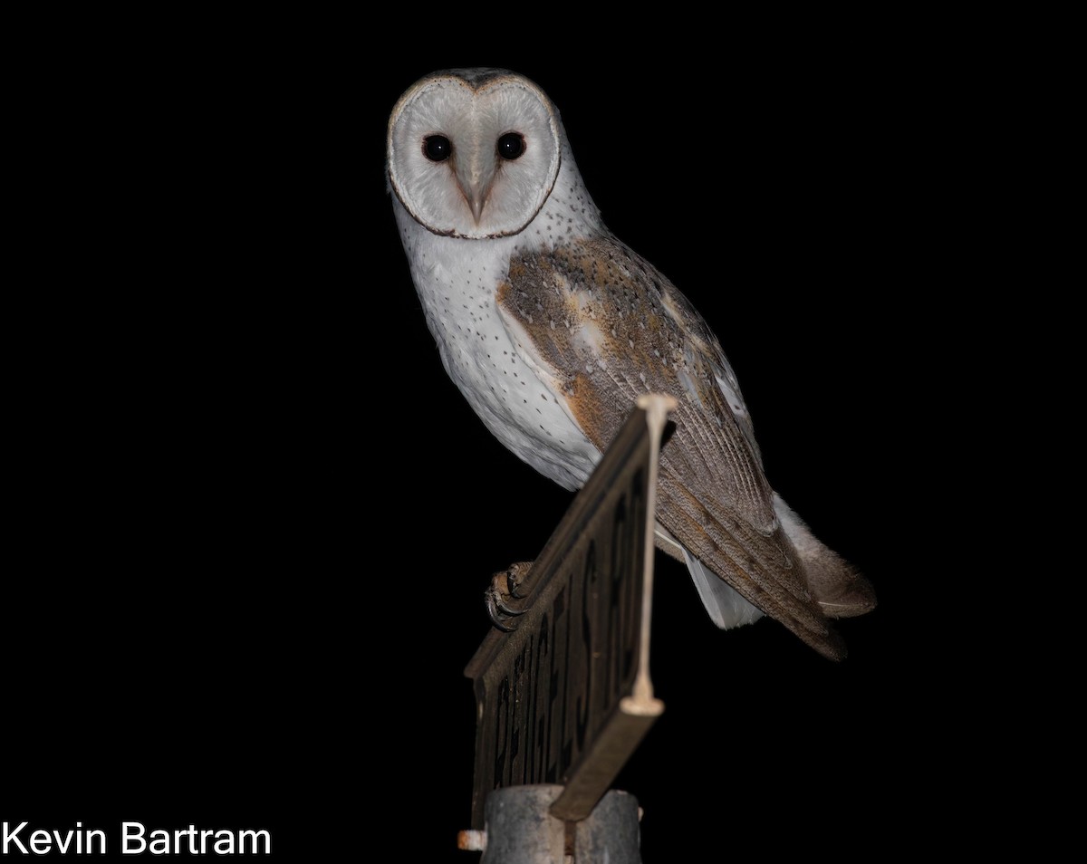 Barn Owl (Eastern) - ML616709176