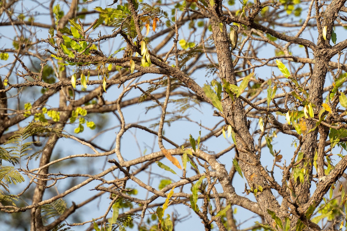 Fine-spotted Woodpecker - ML616709197