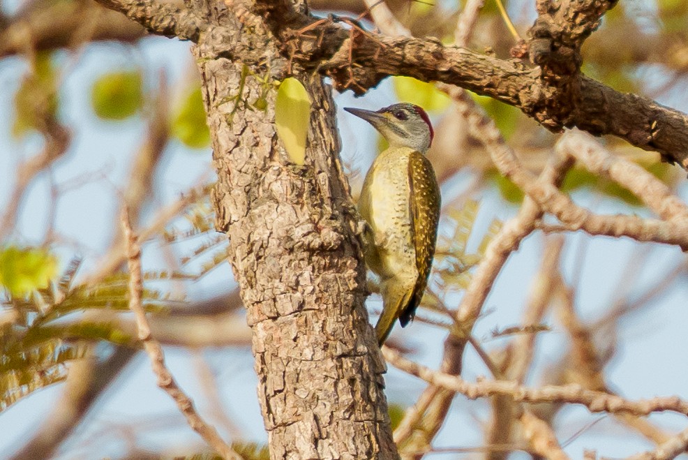 Fine-spotted Woodpecker - ML616709200