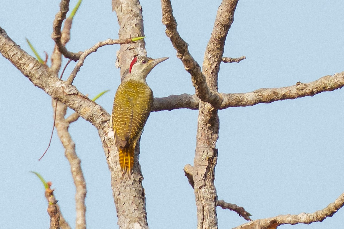 Fine-spotted Woodpecker - Laurent Esselen
