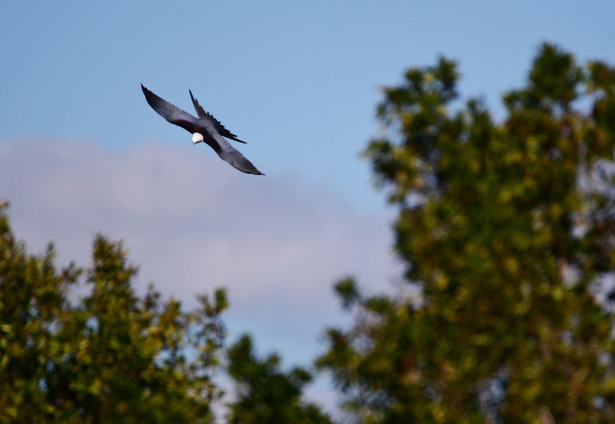 Swallow-tailed Kite - ML616709210
