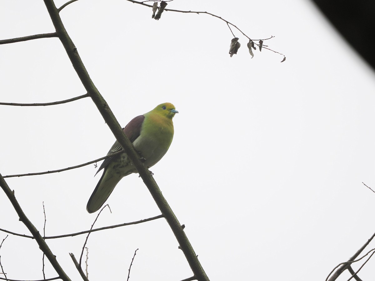 White-bellied Green-Pigeon - ML616709214