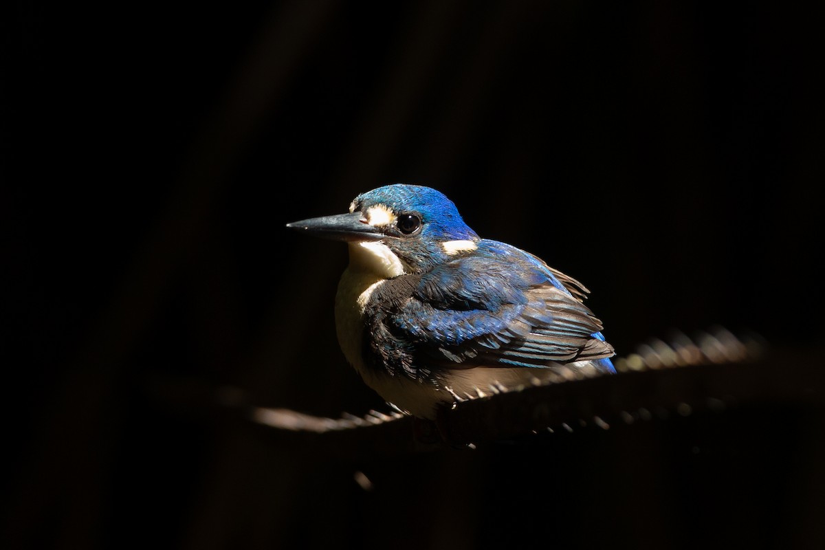 Little Kingfisher - Adrian Boyle