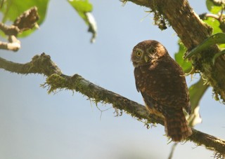  - Yungas Pygmy-Owl