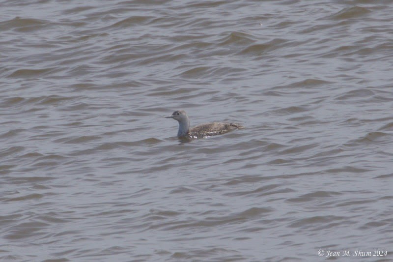 Red-throated Loon - ML616709372