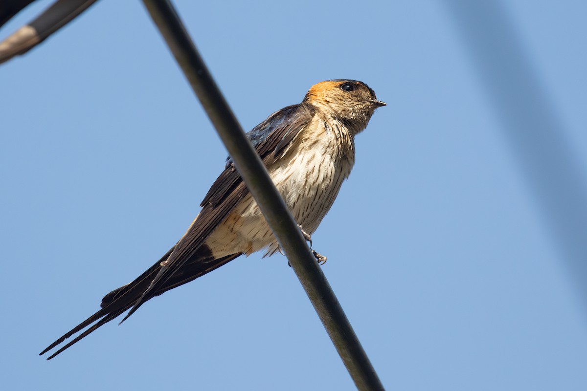 Red-rumped Swallow (Red-rumped) - ML616709402