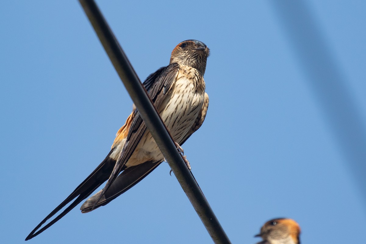Red-rumped Swallow (Red-rumped) - ML616709403