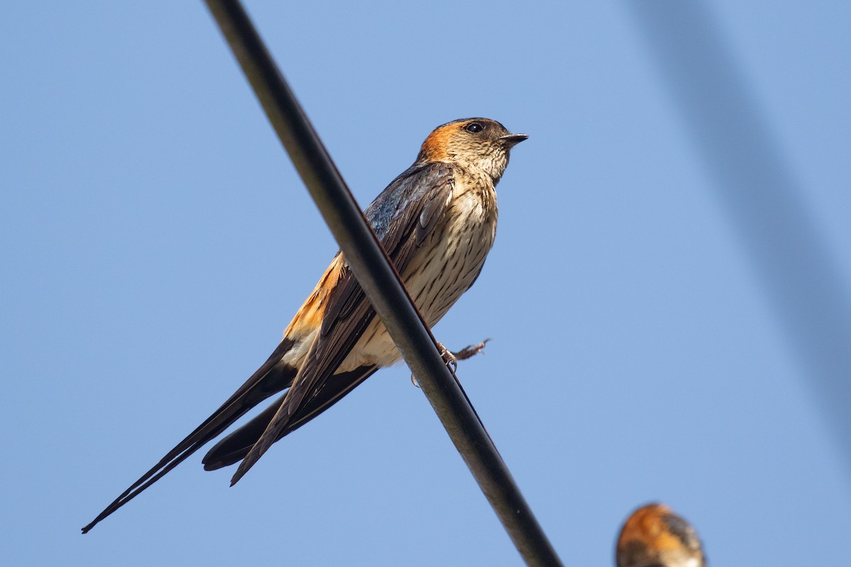 Red-rumped Swallow (Red-rumped) - ML616709404
