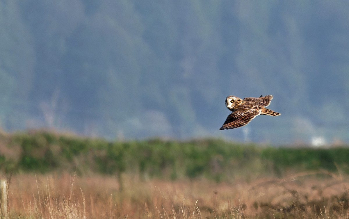 Short-eared Owl (Northern) - ML616709544