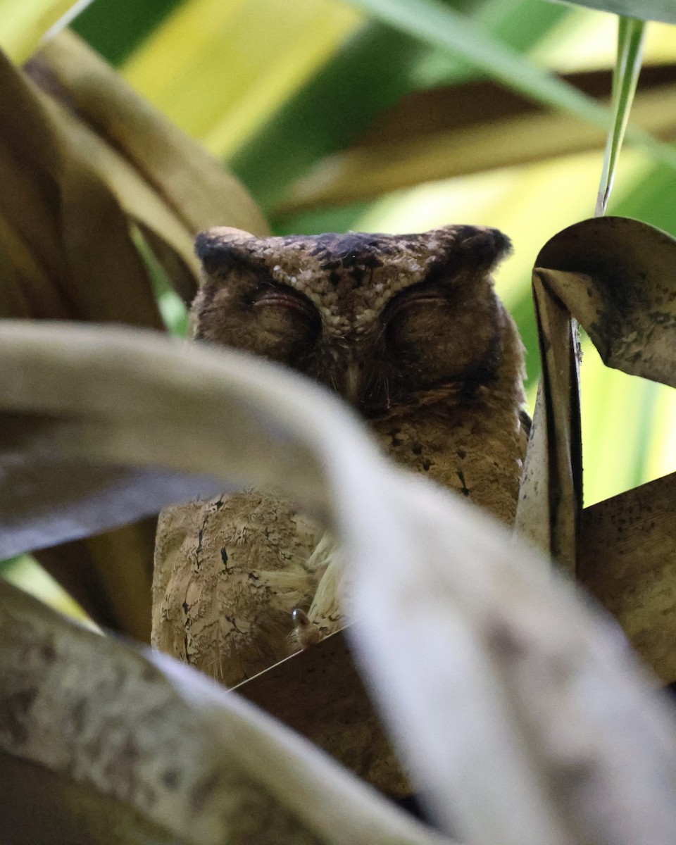 Sunda Scops-Owl - Vish M