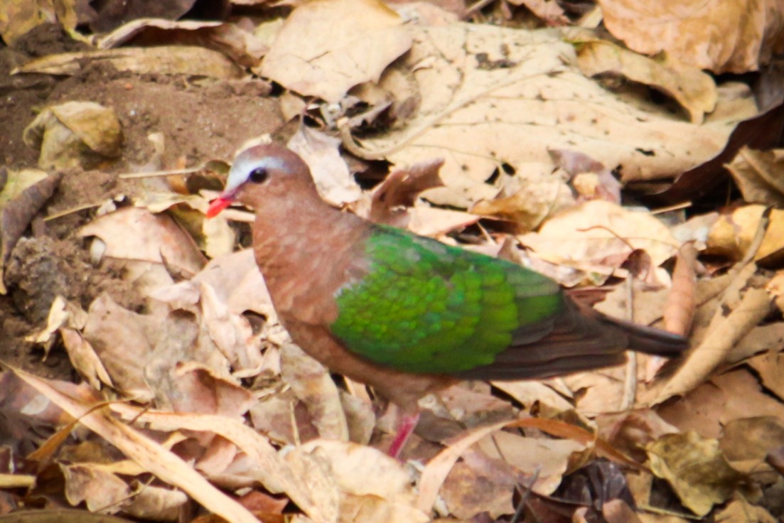 Asian Emerald Dove - ML616709810