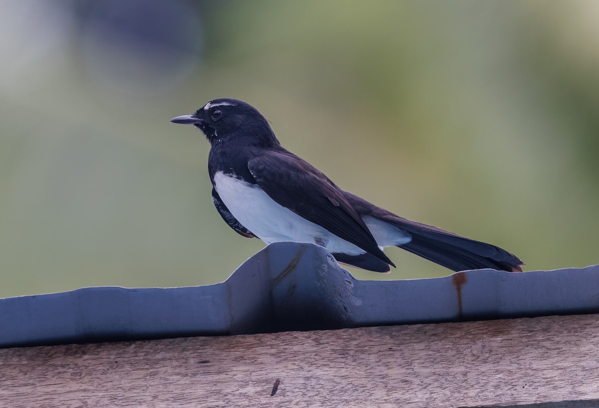 Willie-wagtail - ML616709825