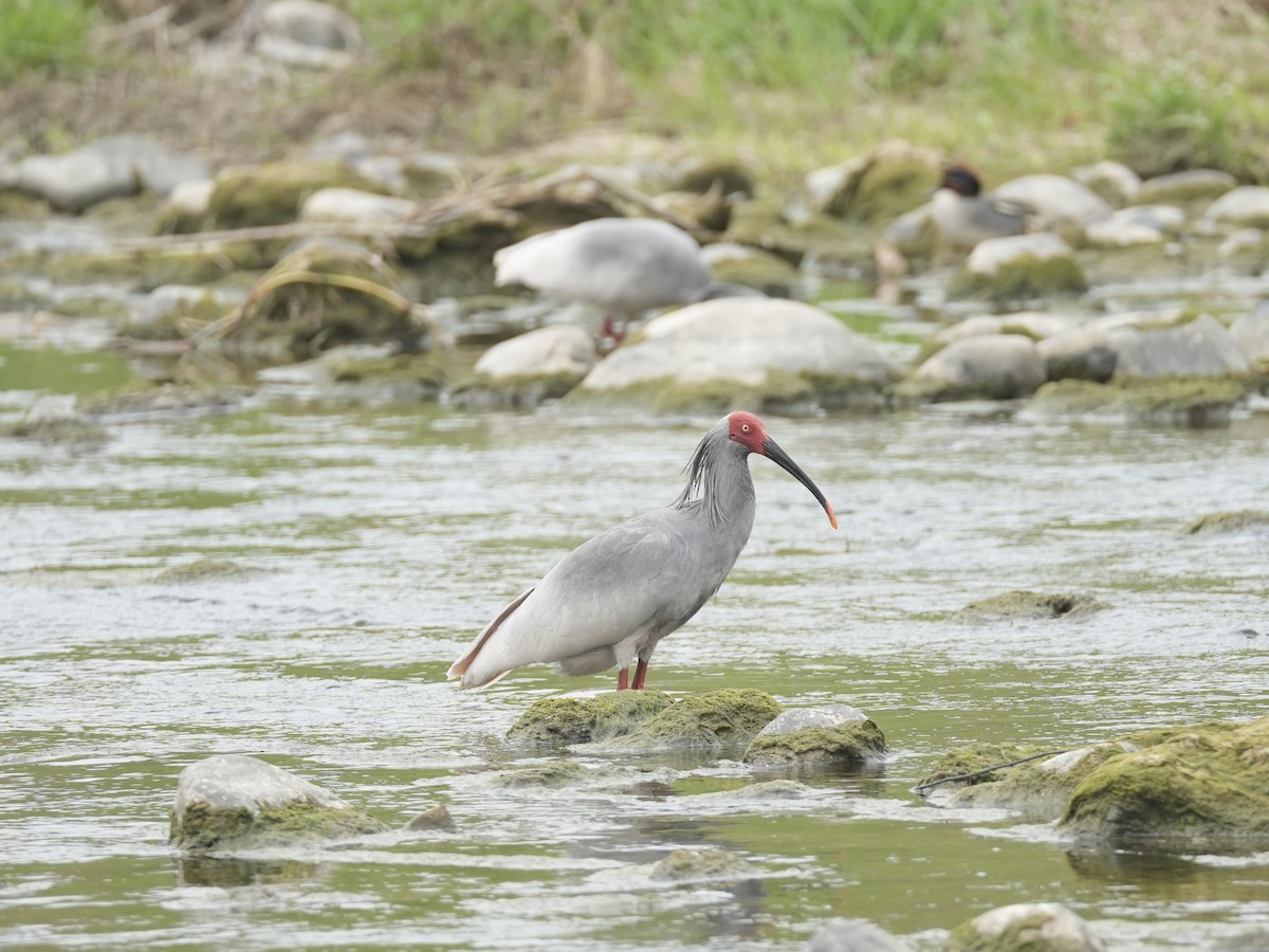 Crested Ibis - ML616709837