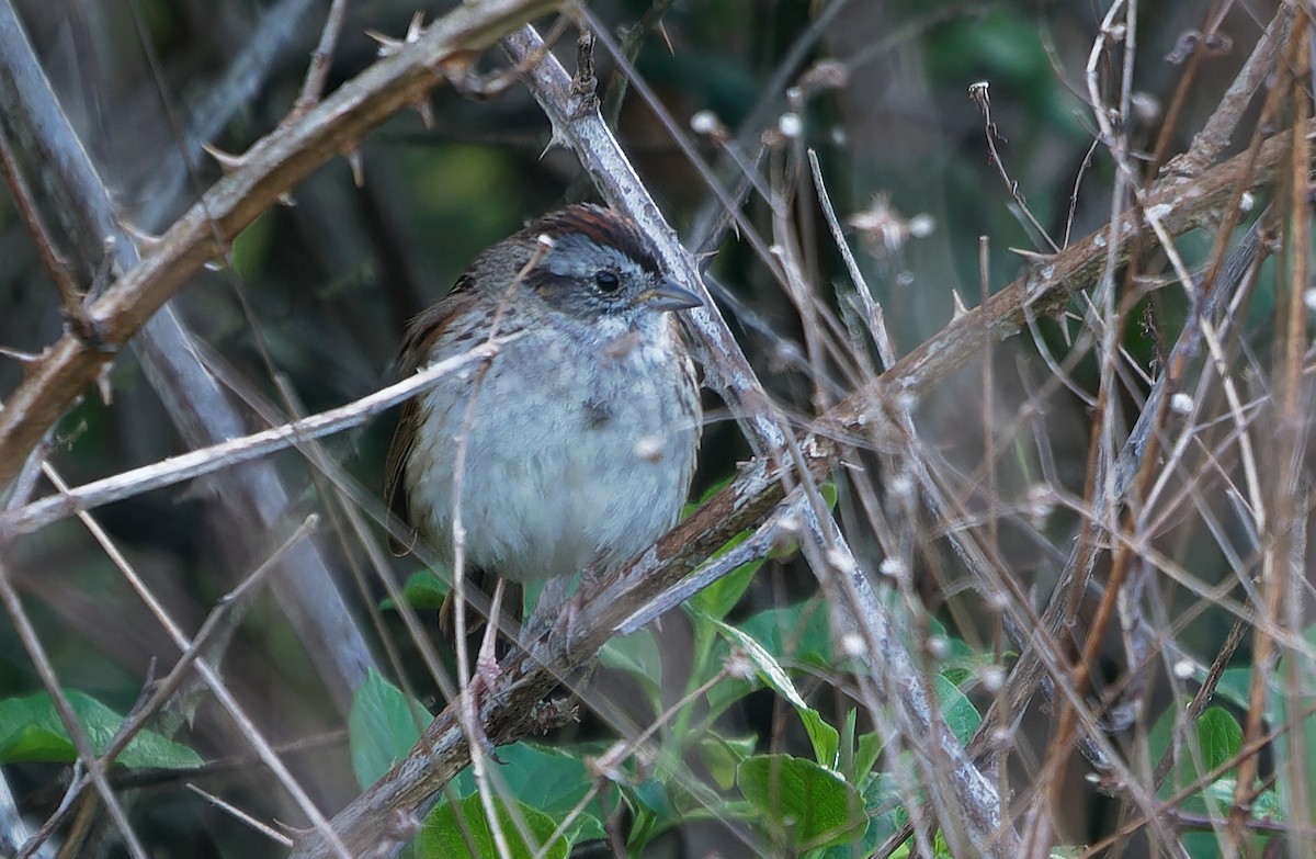 Swamp Sparrow - ML616709849