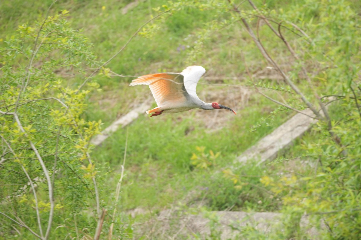 Crested Ibis - ML616709851