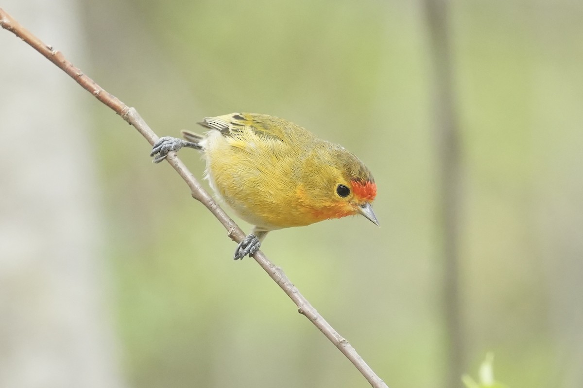 Fire-capped Tit - ML616709914