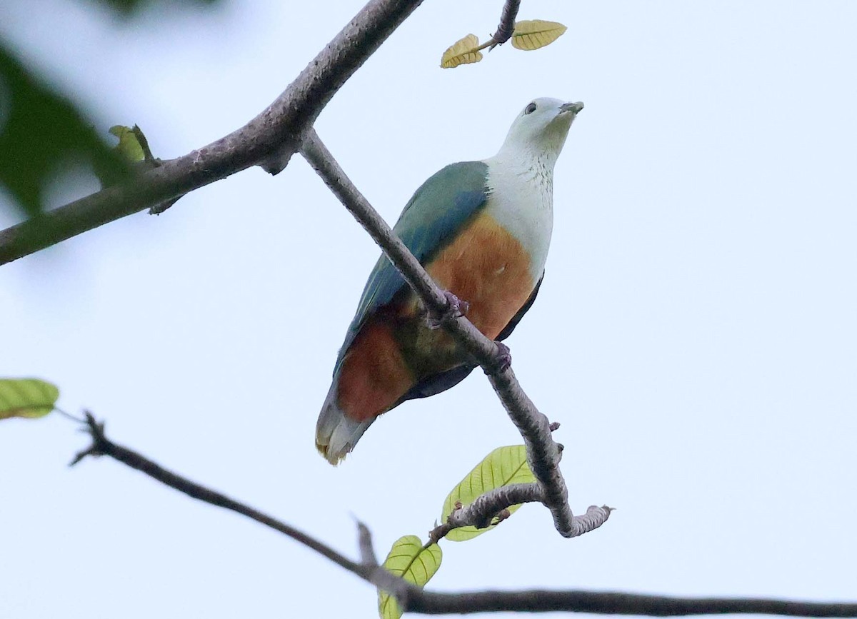 Silver-capped Fruit-Dove - ML616710008