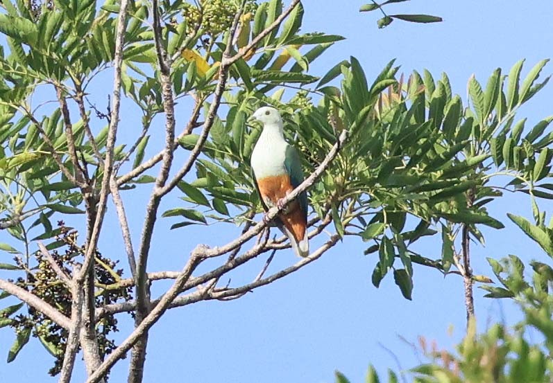 Silver-capped Fruit-Dove - Ashley Banwell