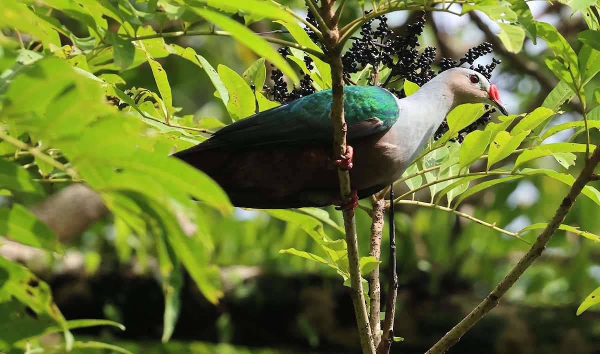 Red-knobbed Imperial-Pigeon - ML616710021