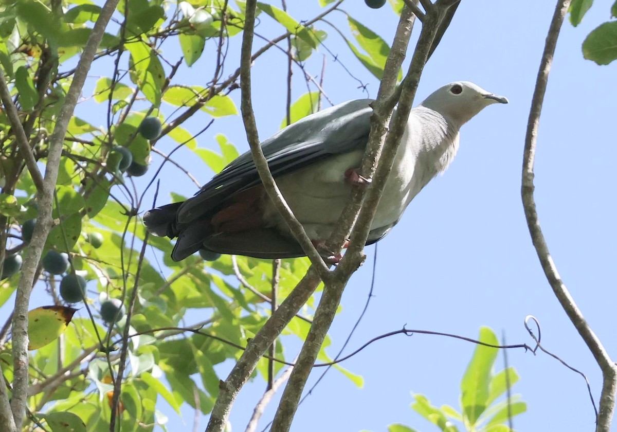 Island Imperial-Pigeon - ML616710025